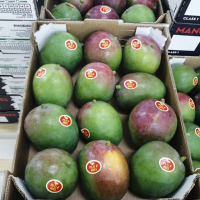 Fresh Kent Mango in Box per Kilo - Phoenix Fruit S.A.C