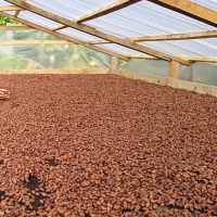 Fairtrade Dried Organic Cocoa Beans per 25 Tons