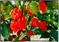 HABANERO/Appearance: 1 to 3 inches long, pod-like and smooth Heat level: very hot - 4/5