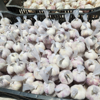 Fresh Garlic Packaged in 13-kilo boxes