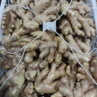 Fresh Ginger per 20 kilos - Zingiberaceas